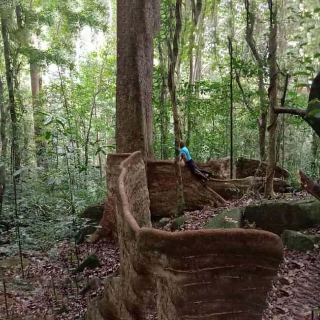 Hike in the Mazumbai forest - Exploring the Mazumbai Forest Hike in Detail