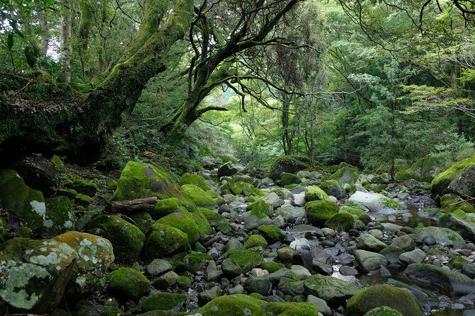 hike-japan-heritage-hakone-hachiri-half-day