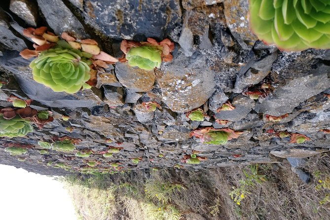 hike-larano-boca-do-risco-porto-da-cruz-levada-in-a-small-group-2