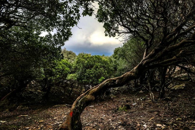 Hike Randi's Forest, Seychelles by Boat & Lunch - The Practicalities: What to Know Before You Go