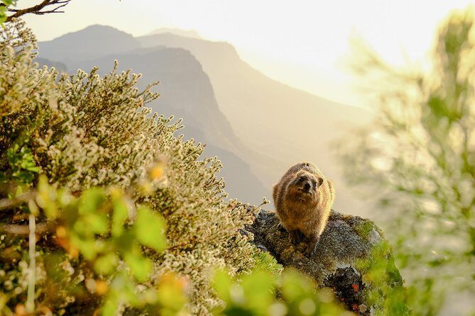 Hike Table Mountain via the India Venster trail - Whats Included and Whats Not  
