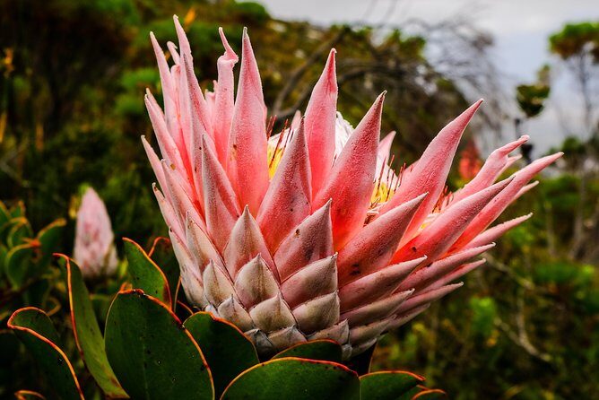 Hike Table Mountain via the India Venster trail - Authentic Reviews and Insights  