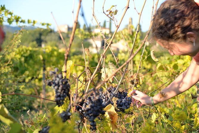 Hike & Wine Tour - A Closer Look at the Tour Experience  