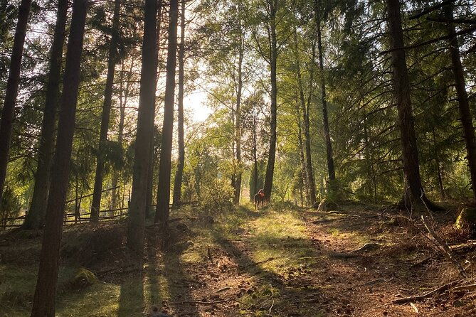 hike-with-wild-forage-surviving-tips-and-local-lunch-at-the-lake