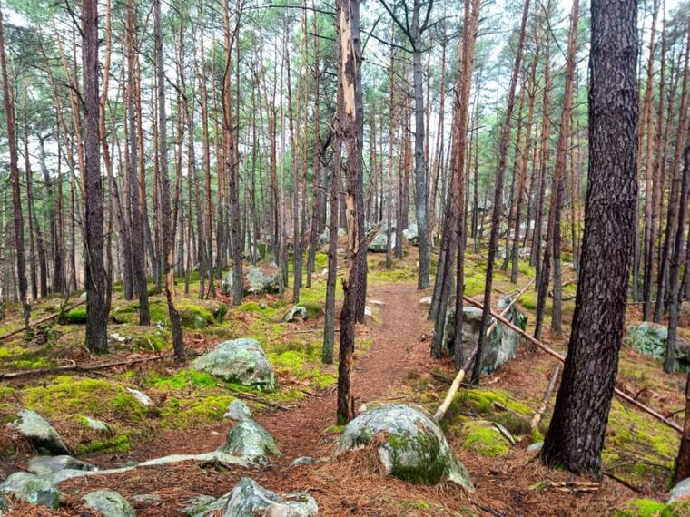 hiking-adventure-in-the-fontainebleau-forest
