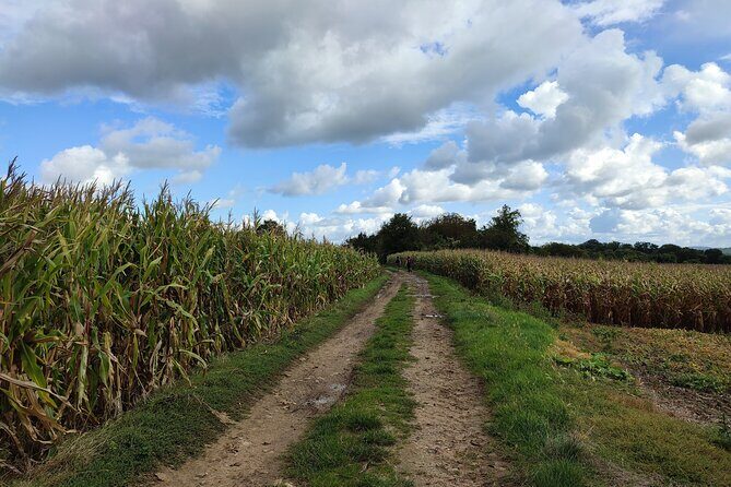 Hiking Adventure in Van Gogh's Footsteps with 6 miles walk - The Guide: Victor’s Role and Reviewers’ Perspectives