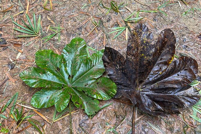 hiking-adventure-waterfalls-and-swim-in-el-yunque-with-a-local