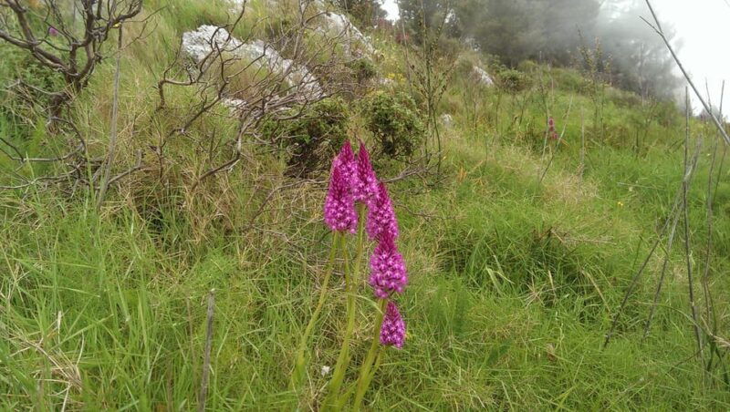 hiking-anacapridiscover-nature-away-from-the-crowdsascent-to-montesolaro