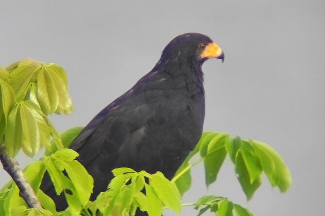 hiking-and-birdwatching-nosara