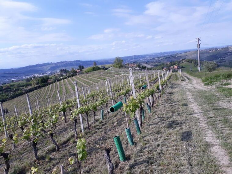 hiking-and-wine-tour-starting-from-alba-2