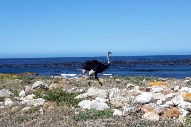 Hiking Cape of Good Hope & Cape Point Private Full Day Tour - The Value Proposition