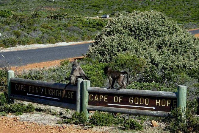 Hiking Cape of Good Hope & Cape Point Private Full Day Tour - Who Is This Tour Best For?