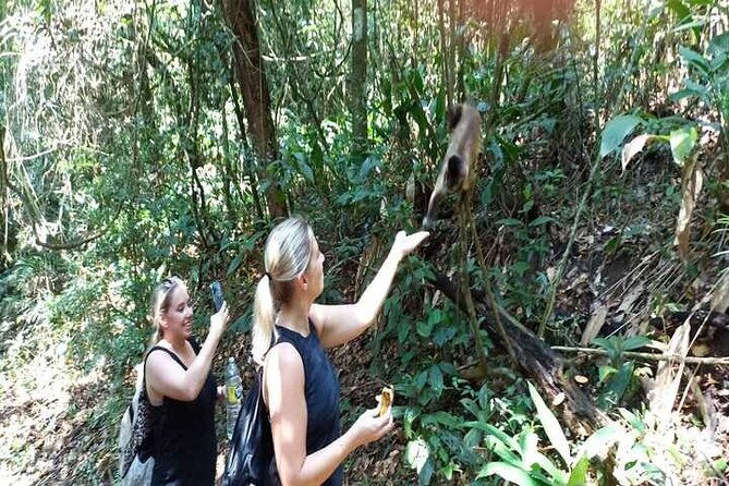 hiking-ecotour-jaragua-park-incredible-rain-forest-landscapes-in-sao-paulo