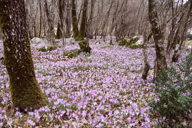 Hiking Escape Near Herceg Novi - The Picnic Lunch and Scenic Breaks