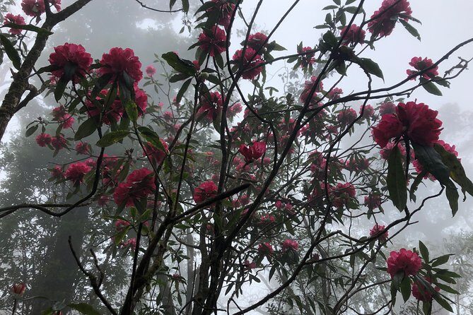 Hiking Fansipan in 1 day - Practical Details and Tips