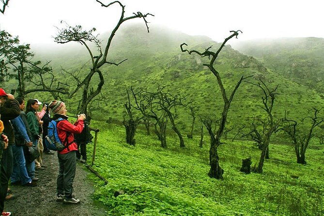 hiking-in-lima-lomas-de-lachay