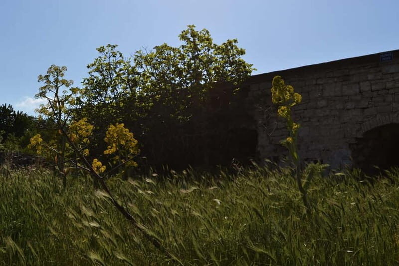 Hiking in the Alta Murgia National Park: the forest and the ancient farmhouse - FAQ