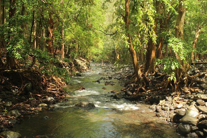 Hiking in the Black River Gorges National Parc - Native Forest - The Guides and Experience Quality