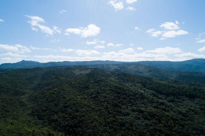 Hiking in the Black River Gorges National Parc - Native Forest - Wildlife and Flora