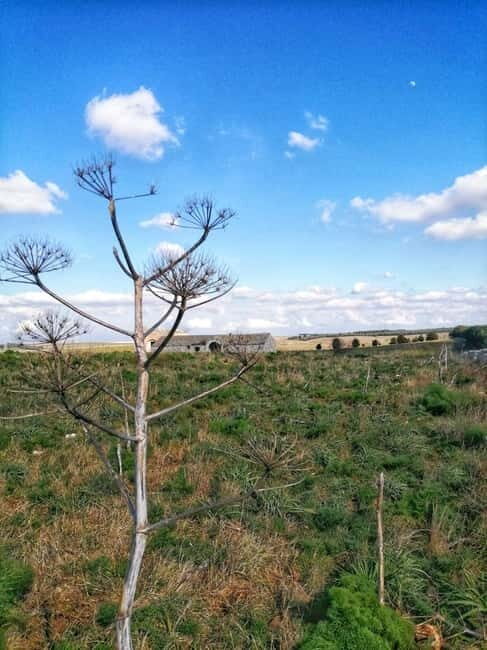 Hiking in the Murgia of Castel del Monte - Who Will Love This Tour?
