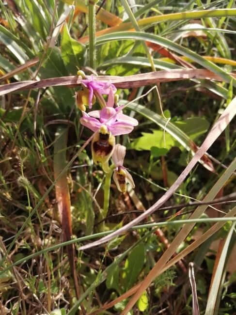 Hiking in the Murgia of Castel del Monte - FAQ