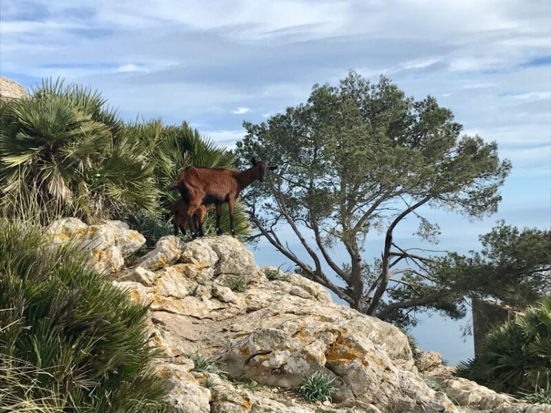 Hiking on Alcúdia Peninsula - Terrain, Difficulty, and Practical Tips