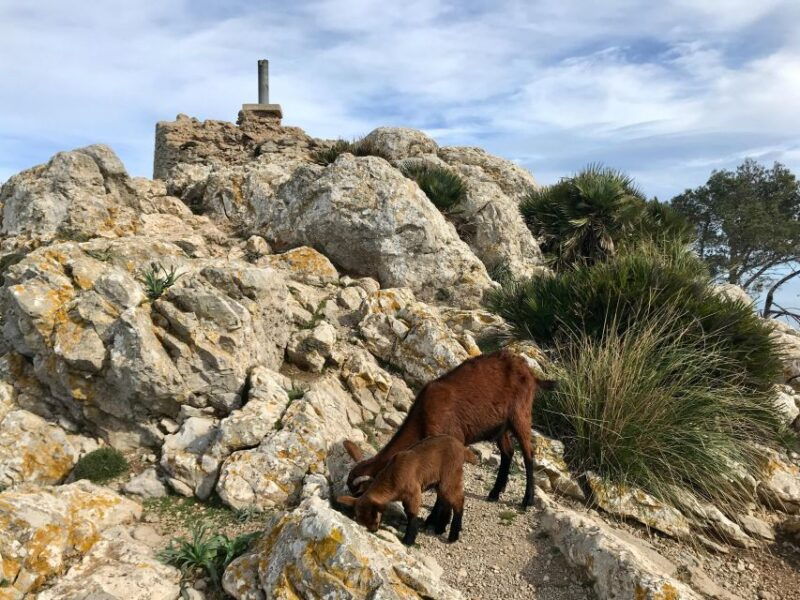hiking-on-alcudia-peninsula