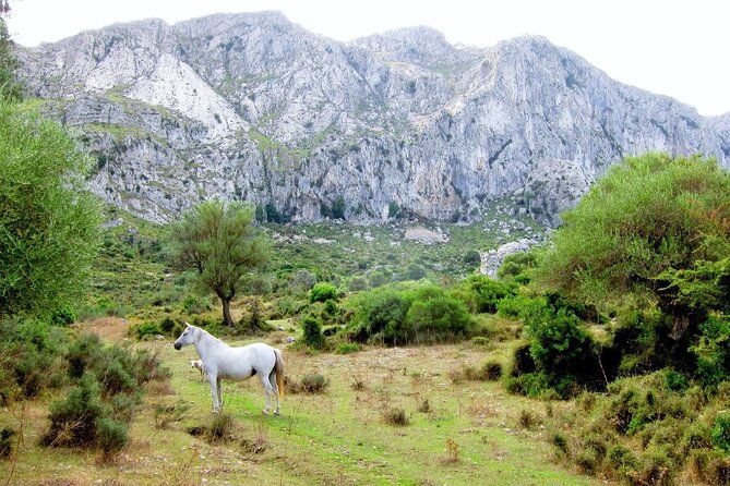 hiking-private-tour-in-pollensa