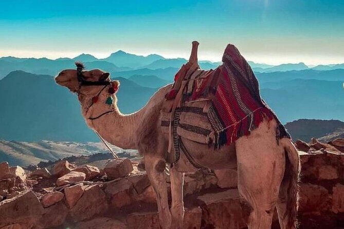 Hiking Sinai Mount desert camping & adventure trekking 7 days. - Key Points