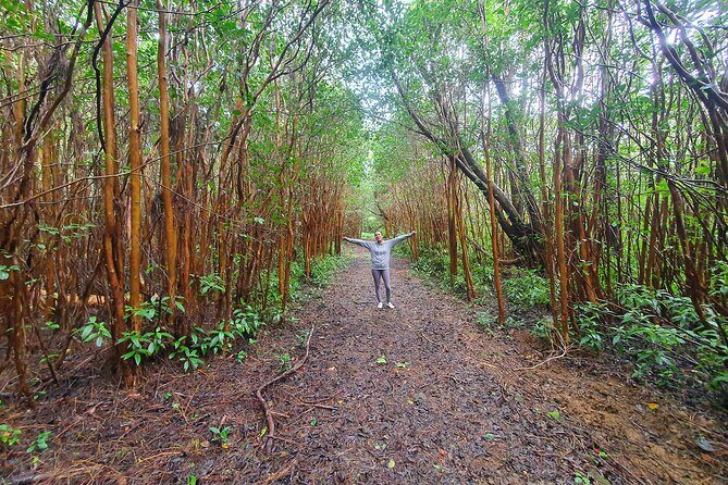 Hiking the Black River Gorges: Full-day with Lunch and Transfer - An In-Depth Look at the Black River Gorges Experience