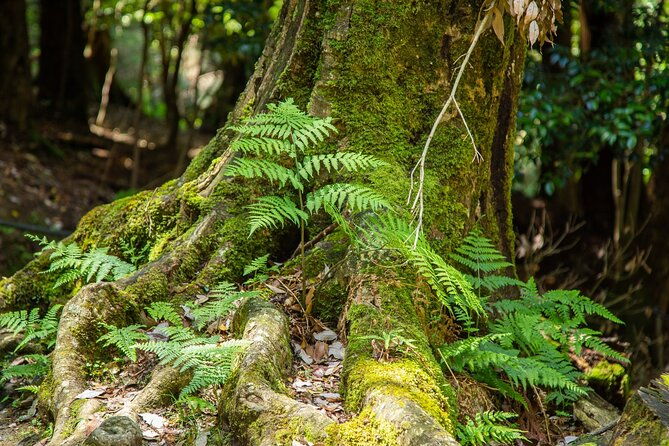 hiking-tour-for-sacred-sites-in-kyoto-with-a-guide