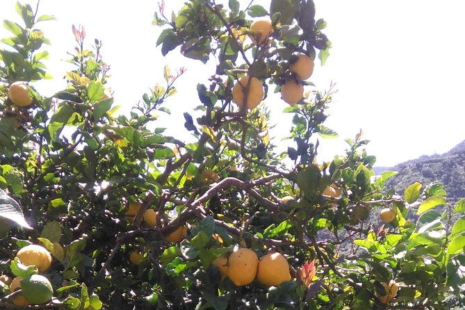 hiking-tour-in-the-anaga-biosphere-reserve-in-tenerife-2