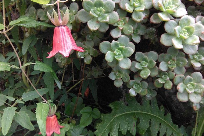 hiking-tour-in-the-anaga-biosphere-reserve-in-tenerife-2