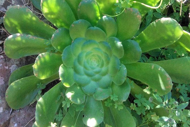 hiking-tour-in-the-anaga-biosphere-reserve-in-tenerife-2