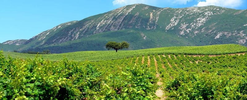 Hiking Tour to the highest point of Arrábida Mountain - Final Thoughts: Is This Tour Worth It?