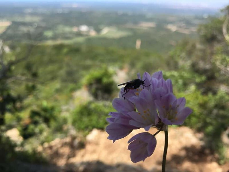 Hiking Tour to Top of Arrabida Mountain - Practical Tips and Considerations