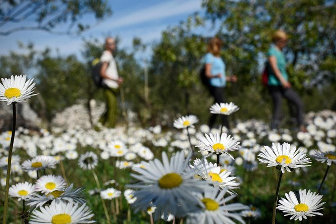 hiking-tour-vidova-gora-and-visiting-museum-of-olive-oil