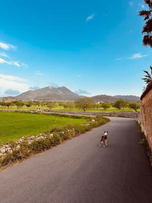 Hiking tour with a dream view of the former monastery of Sant Salvador, 3-4 hours. - Authentic Insights from Other Travelers