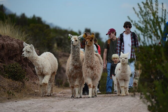 hiking-with-llamas-and-alpacas-in-the-sacred-valley-of-the-incas