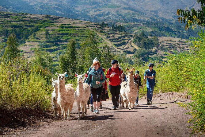 hiking-with-llamas-and-alpacas-in-the-sacred-valley-of-the-incas