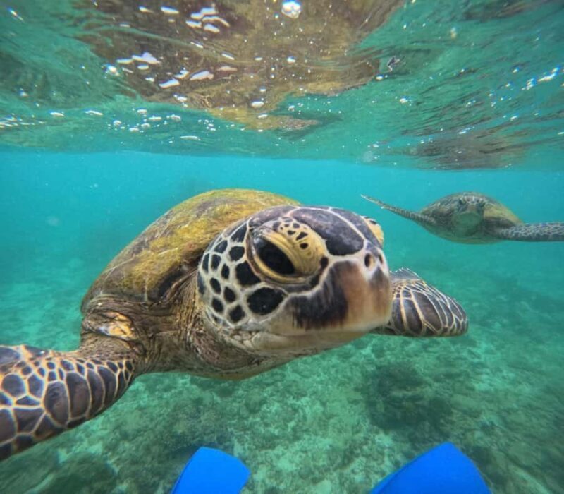 Hikkaduwa: Amazing Snorkeling with Coral, Fish & Turtles - The Authentic Marine Encounter