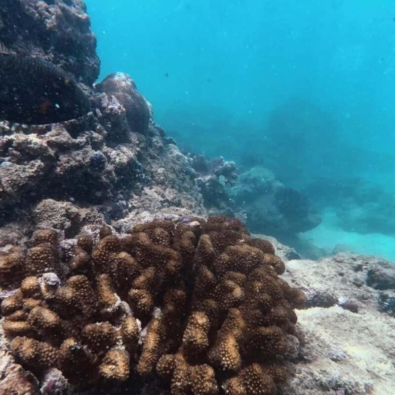 Hikkaduwa: Amazing Snorkeling with Coral, Fish & Turtles - Practical Tips for Your Snorkeling Trip