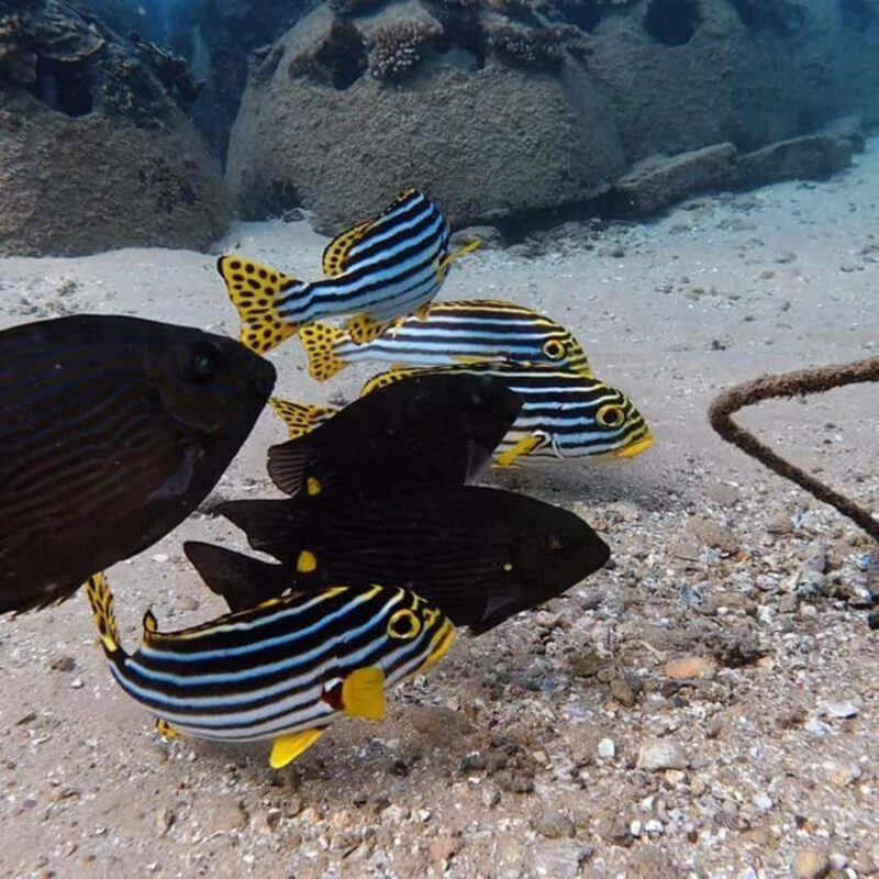 Hikkaduwa: Amazing Snorkeling with Coral, Fish & Turtles - Who Should Consider This Tour?