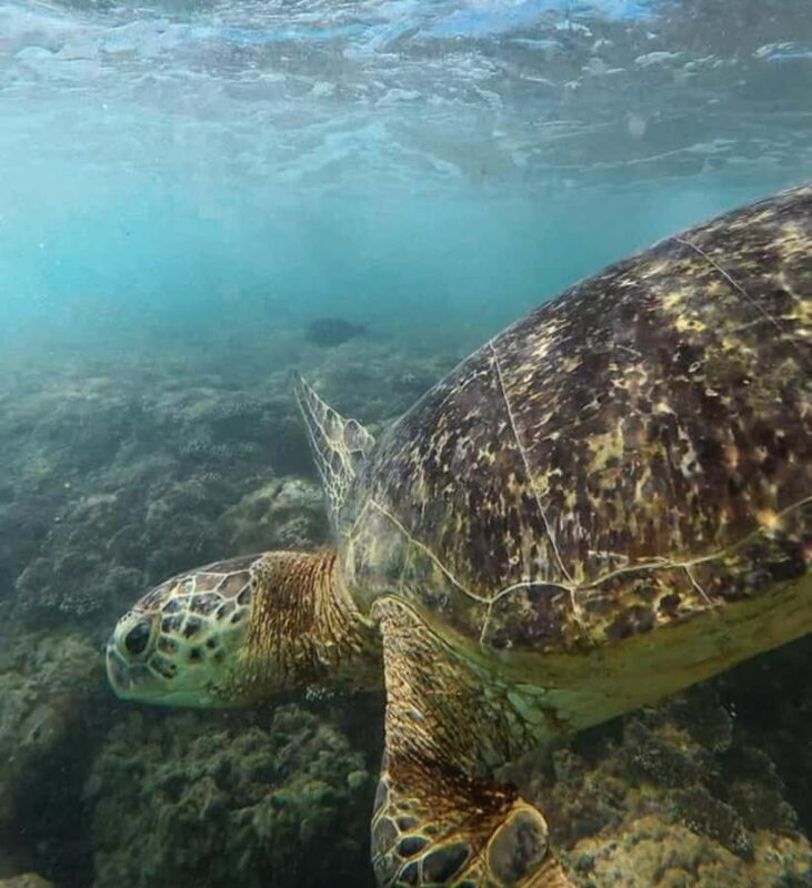 Hikkaduwa: Amazing Snorkeling with Coral, Fish & Turtles - Final Thoughts