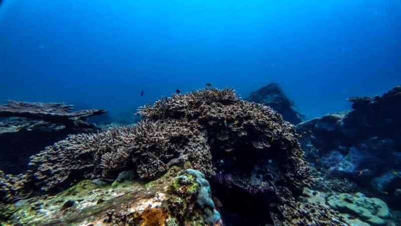 Hikkaduwa: Discover Scuba Diving Experience with Guide - Key Points