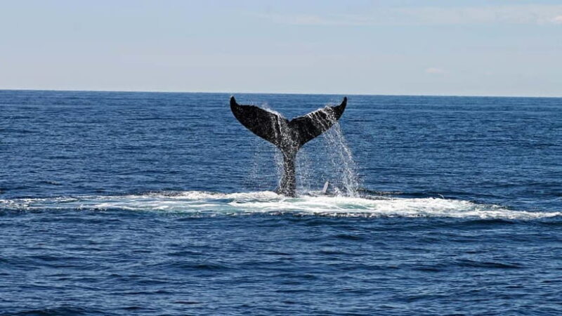 Hikkaduwa/Galle/Ahangama: Whale Watching Tour in Mirissa - Key Points  