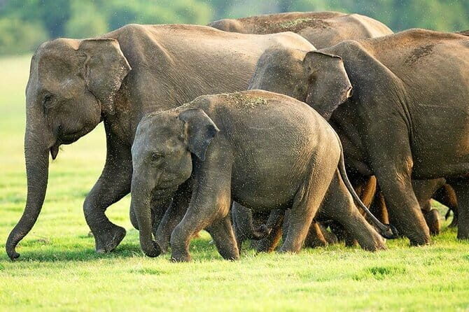 Hikkaduwa/ Galle/ Mirissa : With Udawalawe safari - Day trip - The Itinerary Breakdown: What to Expect