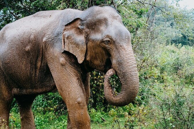 Hikkaduwa/ Galle/ Mirissa : With Udawalawe safari - Day trip - FAQ