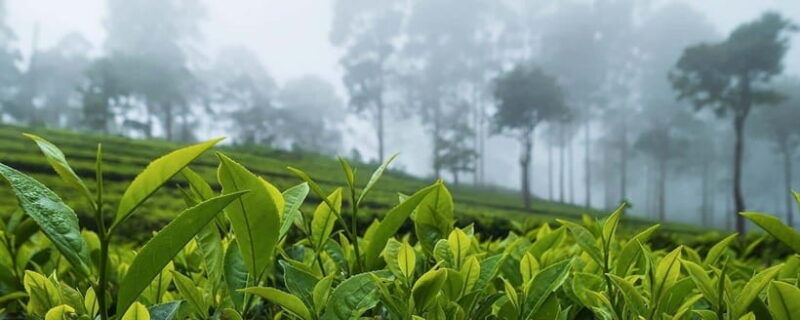 hikkaduwa-galle-weligama-mirissa-day-trip-to-ella-highlands