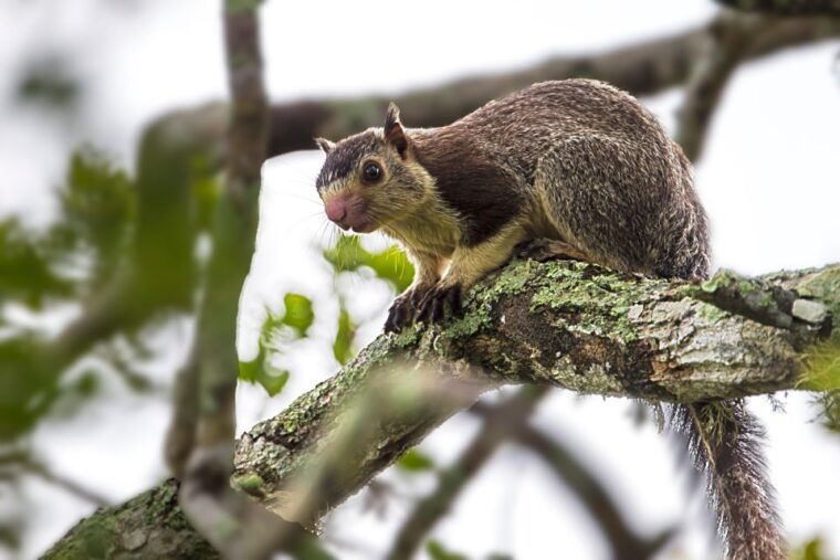 hikkaduwa-galle-weligama-mirissa-yala-national-park-safari-2